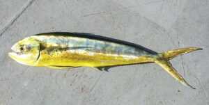Dolphinfish_(Coryphaena_hippurus)
